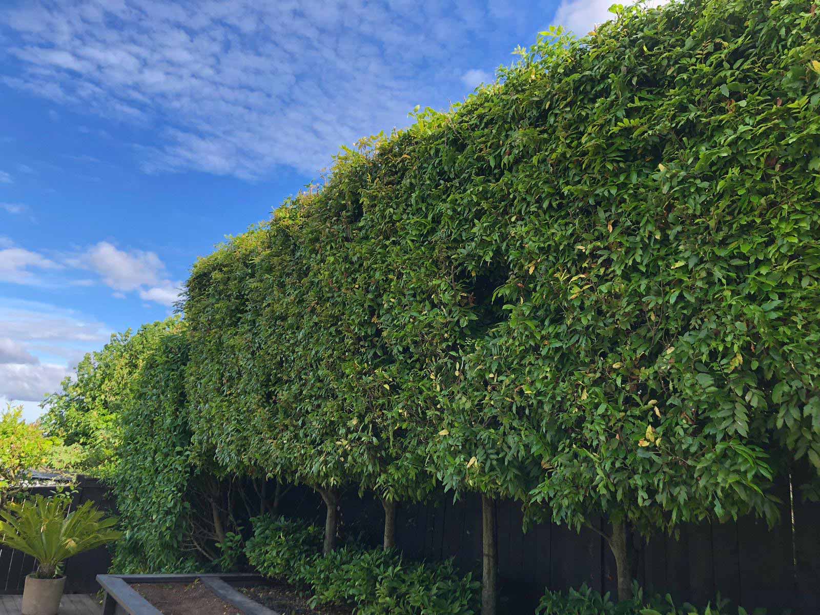 Nicely pruned hedge.